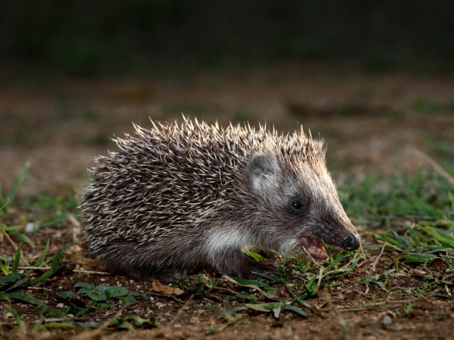 Še vedno vabljeni k sodelovanju v natečaju “Biodiverziteti najbolj prijazen vrt”