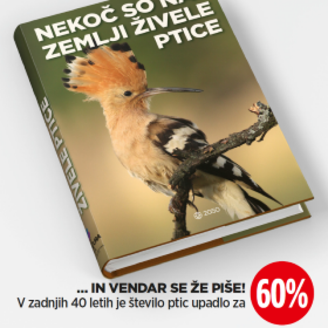 Mestni plakati o ogroženosti biodiverzitete – ptice